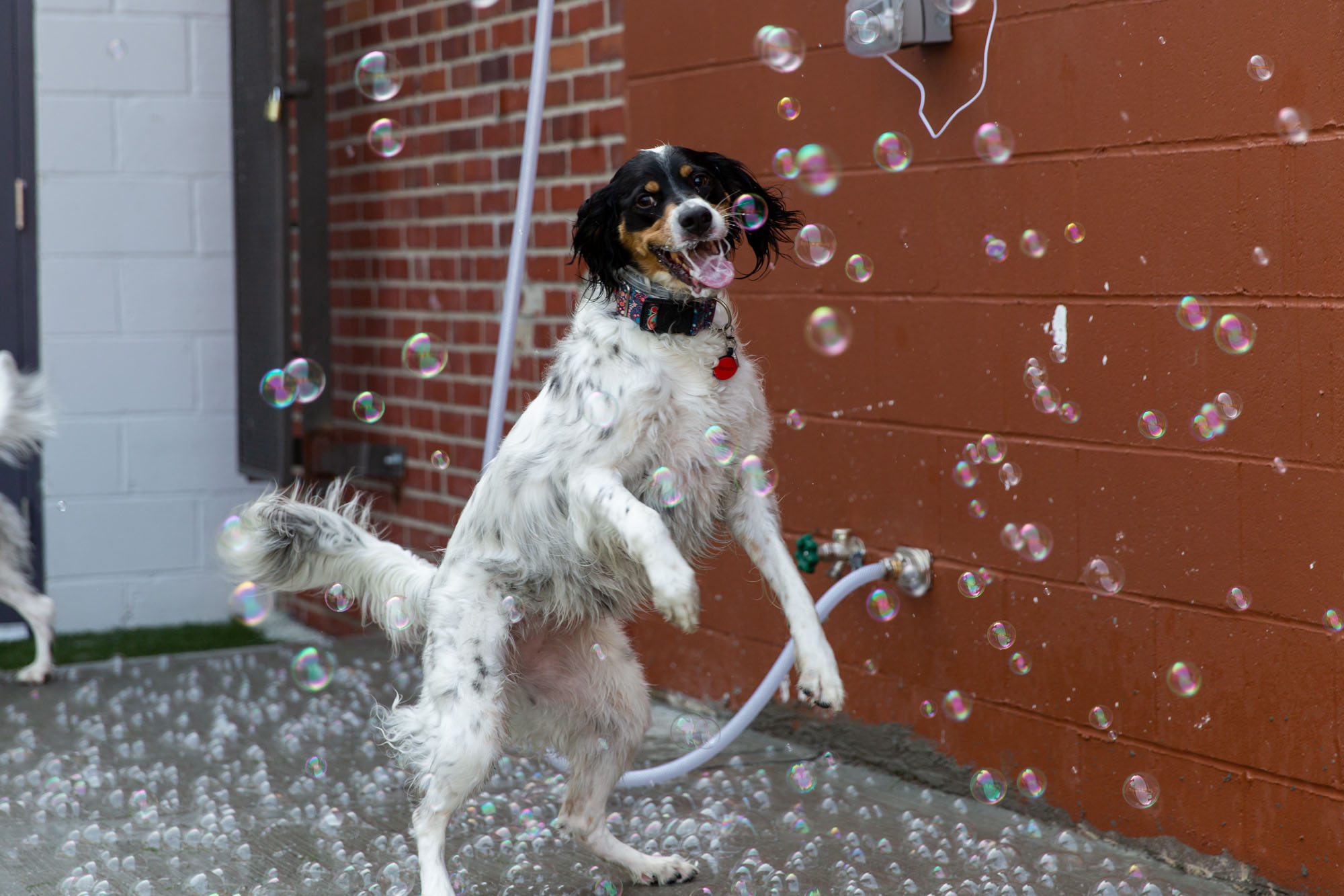 A pup playing with bubbles at Collars Dog Resort, a doggie daycare and boarding facility in Kansas City, MO. Photo by Collars Dog Resort.