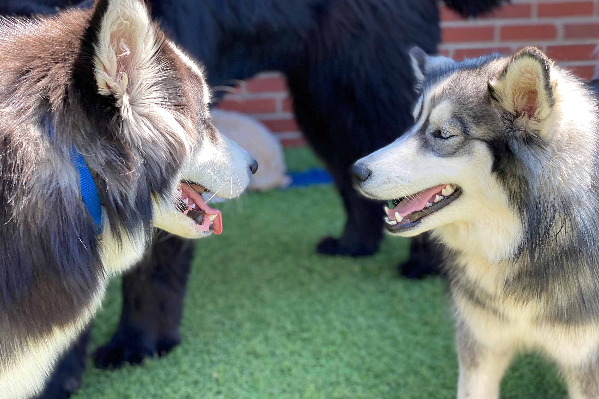 Two pups pictured at Collars Dog Resort, a doggie daycare and boarding facility in Kansas City, MO. Photo by Collars Dog Resort.