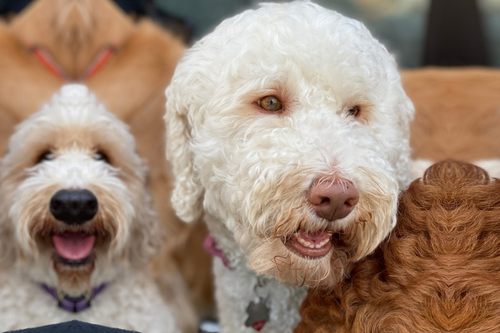 Bibi-Collar-Club-KC-Waldo-Dog-Daycare-Boarding