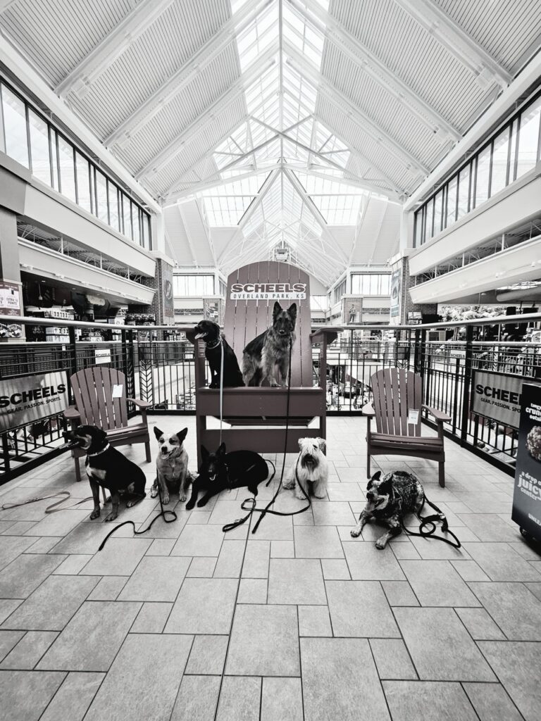 Group of happy training dogs posing together during a special event at Collars Dog Resort in Kansas City