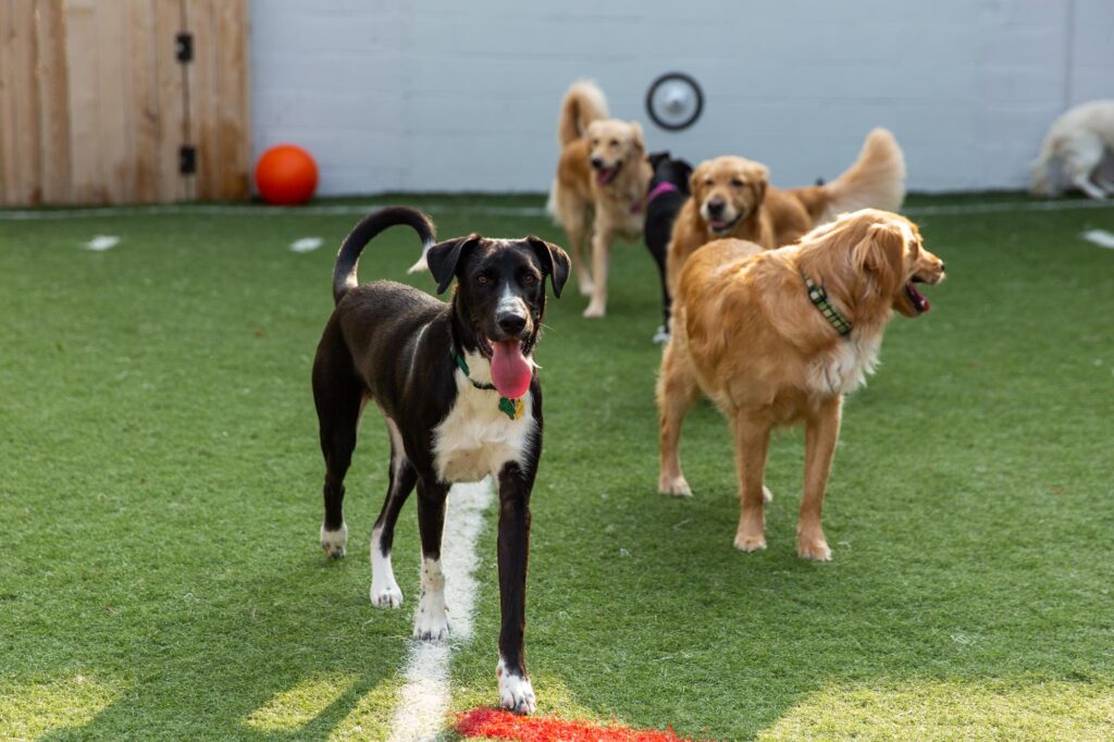 Happy dogs playing together in our outdoor turf play yard at Collars Dog Resort in Waldo, Kansas City