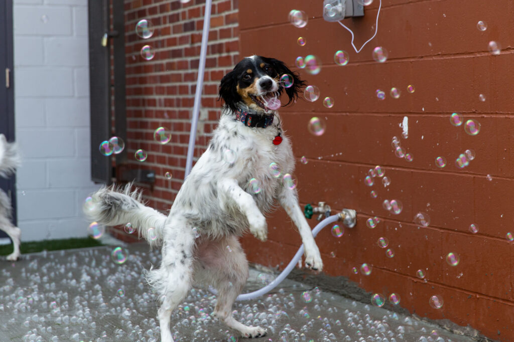 Happy dog jumping for bubbles during playtime at Collars Dog Resort in Waldo, Kansas City