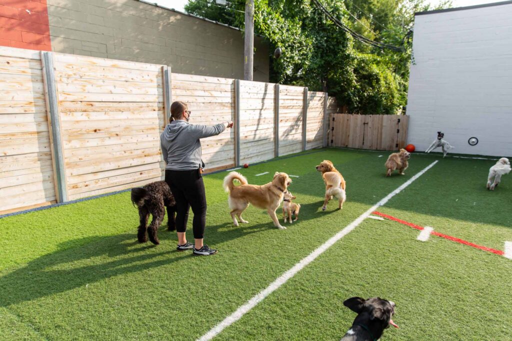 Staff member playing fetch with happy dogs in our large outdoor play yard at Collars Dog Resort Waldo