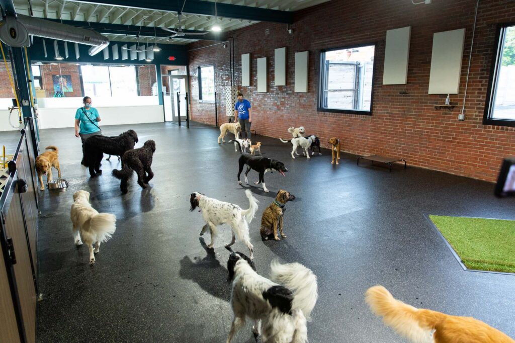 Happy dogs playing in our spacious indoor playroom at Collars Dog Resort in Waldo, Kansas City