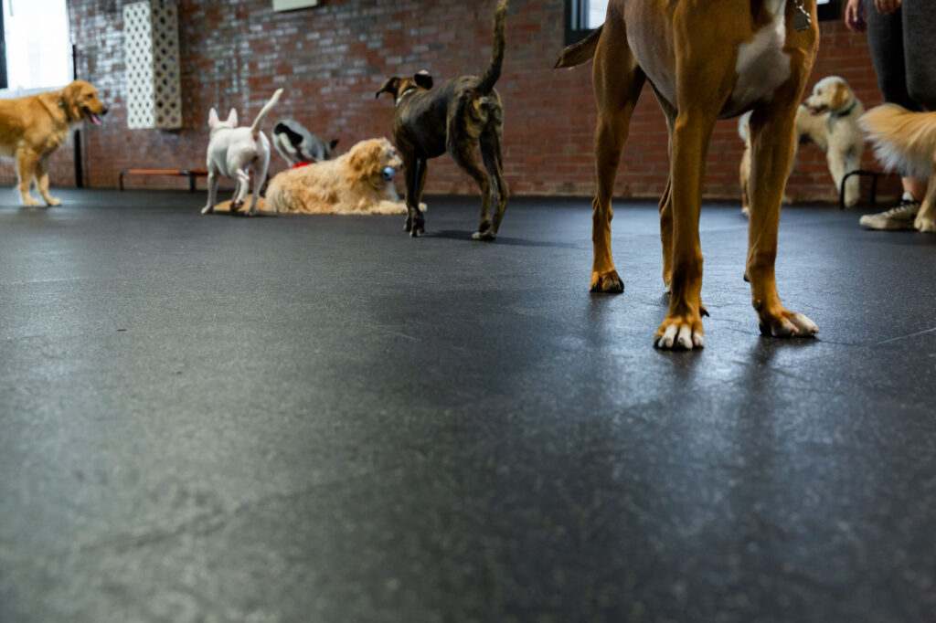 Multiple happy dogs playing together on the floor in our spacious indoor playroom at Collars Dog Resort Waldo