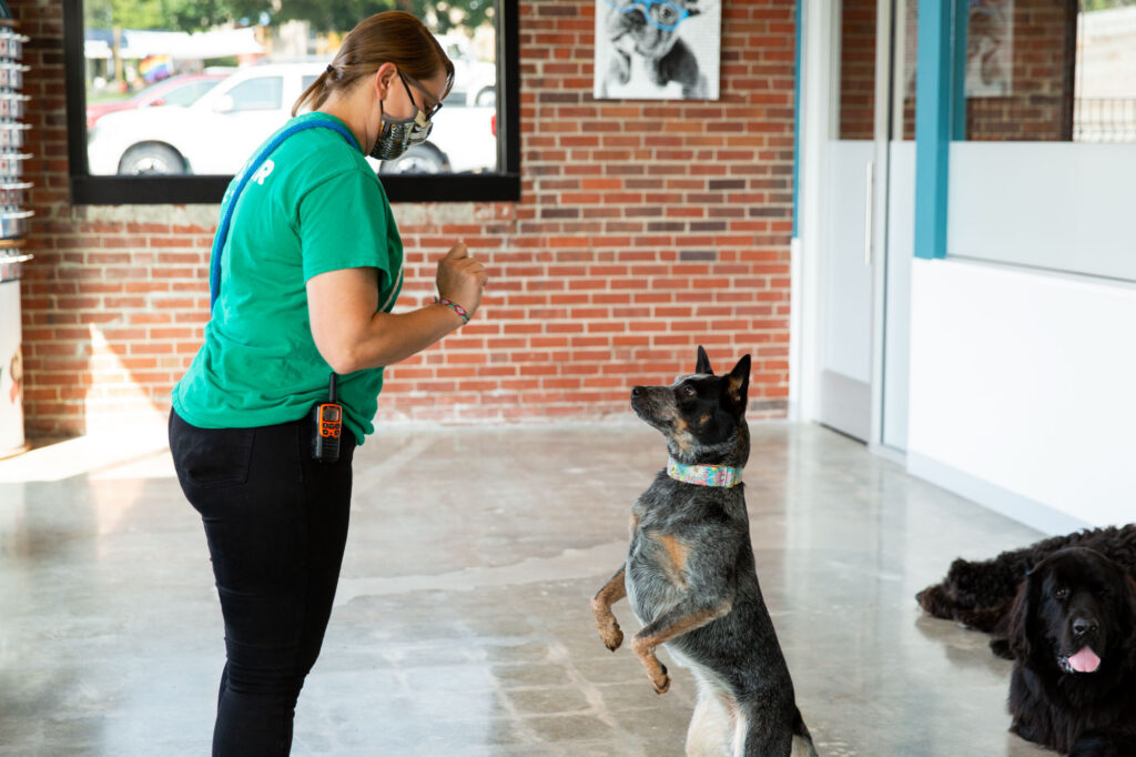 Staff member training a dog at Collars Dog Resort in Waldo, Kansas City