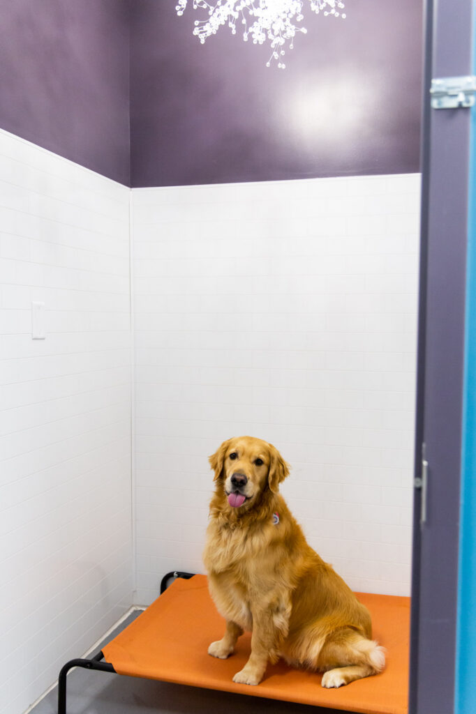 Golden Retriever relaxing in a private boarding suite at Collars Dog Resort in Waldo, Kansas City