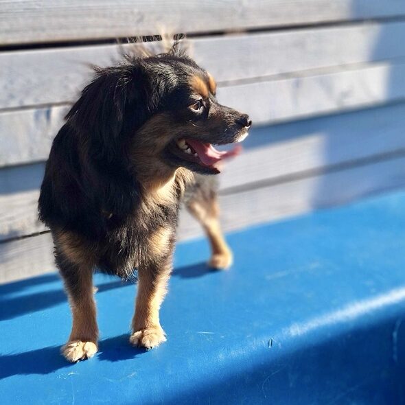 Little Pup Model