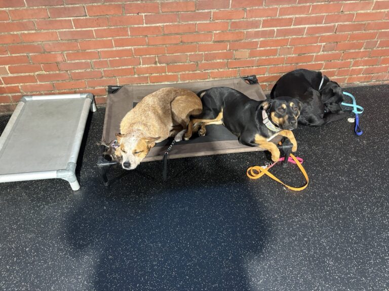 Sleeping dogs