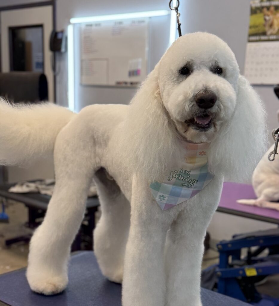 Freshly groomed white doodle standing on grooming table at Collars Dog Resort Waldo grooming salon