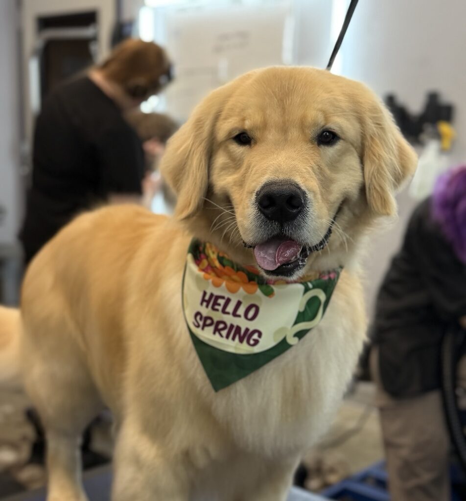 Happy Golden Retriever after grooming wearing a Hello Spring bandana at Collars Dog Resort Waldo